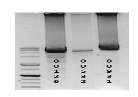 Long PCR result for selected PKS genes