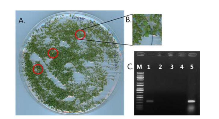 Generation of transgenic Arabidopsis plants overexpressing cDNA clone #2 from Polytrichastrum alpinum.