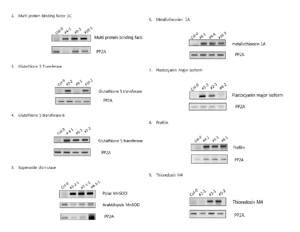 Confirmation of Putative transgenic plants for cDNA clones by RT-PCR with specific primer for corresponding genes