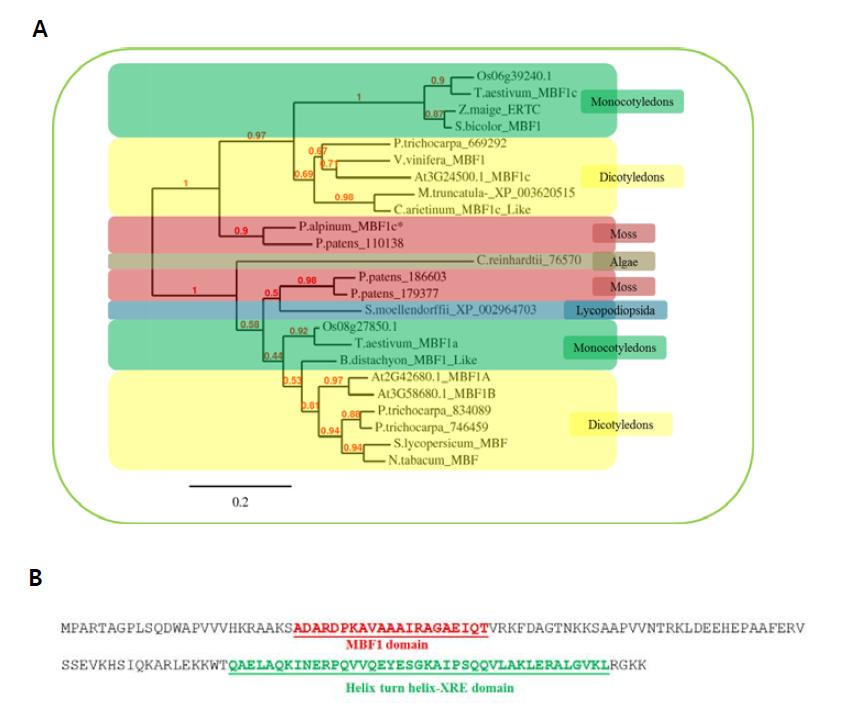 Phylogenetic tree and conserved domain analysis using PaMBF1c sequences.