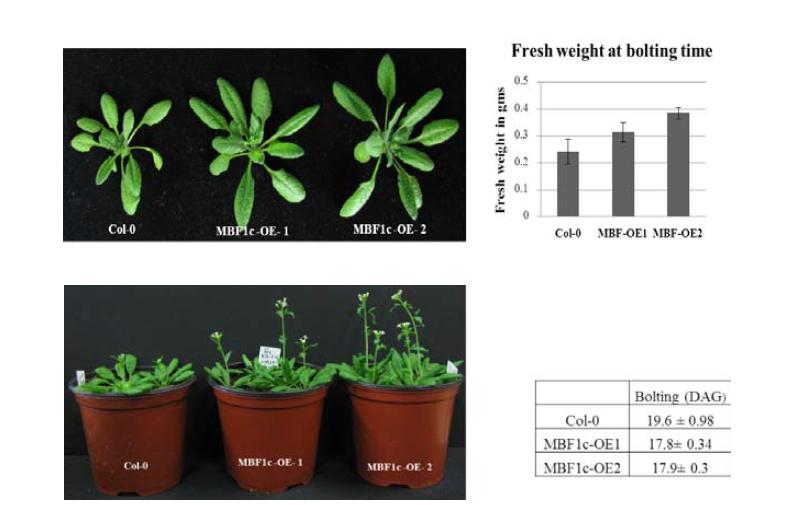 Flowering phenotype of 35S::PaMBF1c plants