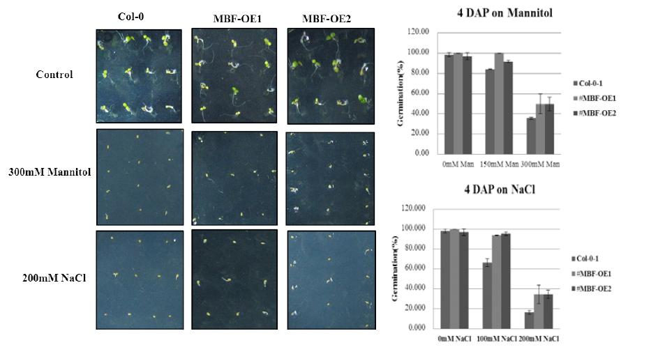 Germination phenotype of 35S::PaMBF1c under salt or osmotic stress