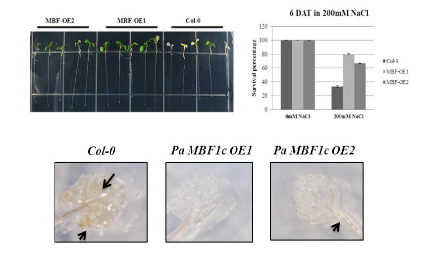 Survival ratio and H2O2 production of 35S::PaMBF1c under salt stress