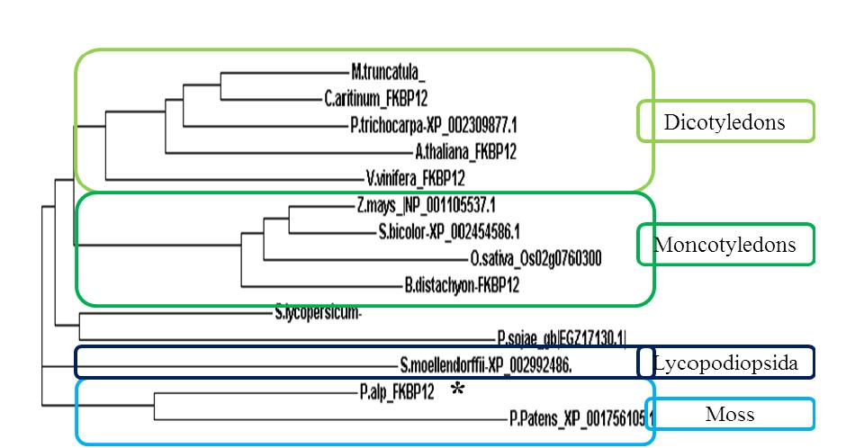 Phylogenetic tree using PaFKBP12 amino acid sequences