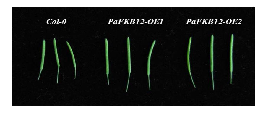 Silique phenotype of 35S::PaFKBP12 transgenic plants