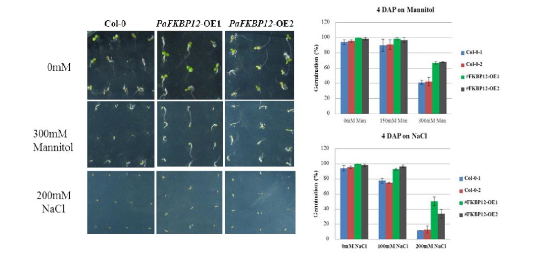 Germination phenotype of 35S::PaFKBP12 transgenic plants under salt or osmotic stress
