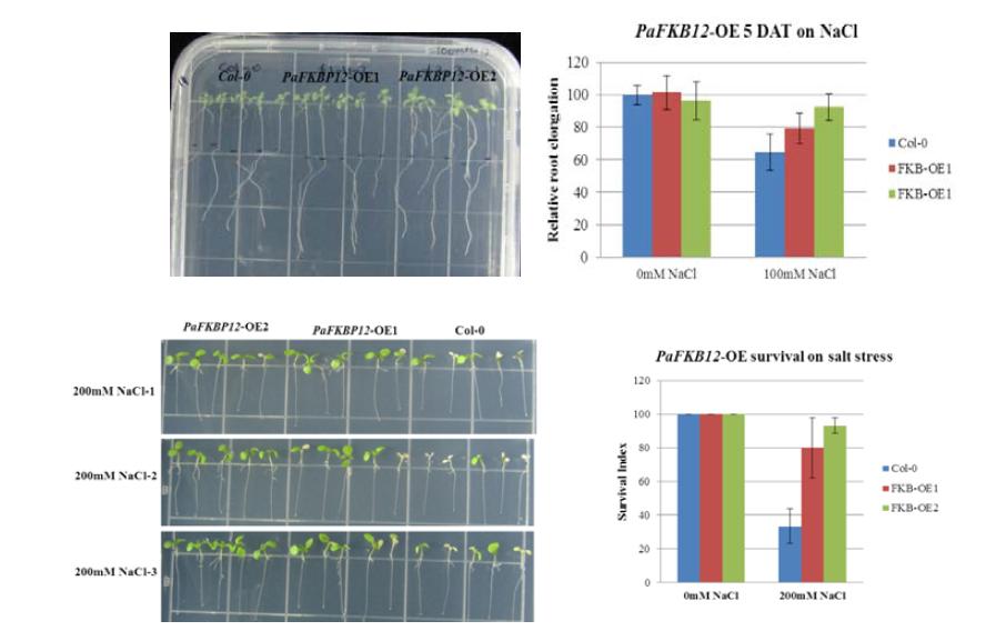 Root elongation and survival ratio of 35S::PaFKBP12 transgenic plants under salt stress