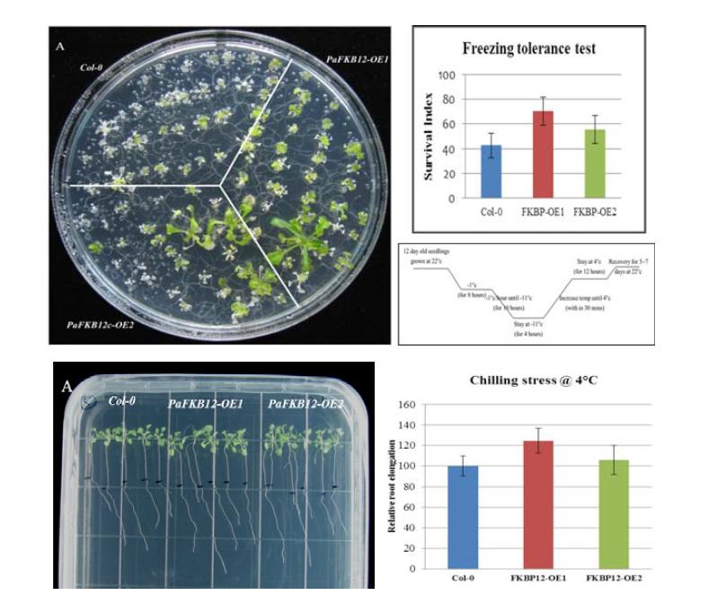 Root elongation and survival ratio of 35S::PaFKBP12 transgenic plants under chiling stress