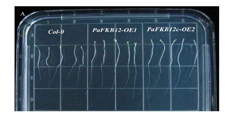 Seedling phenotype of 35S::PaFKBP12 transgenic plants under heat stress