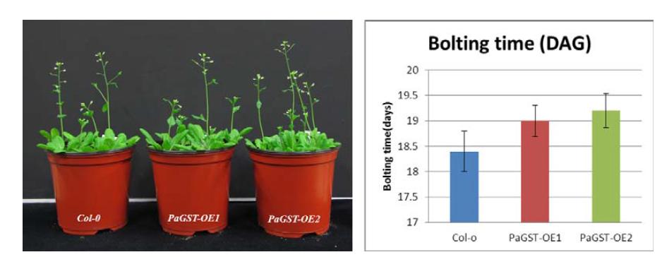 Flowering phenotype of 35S::PaGST transgenic plants under normal condition