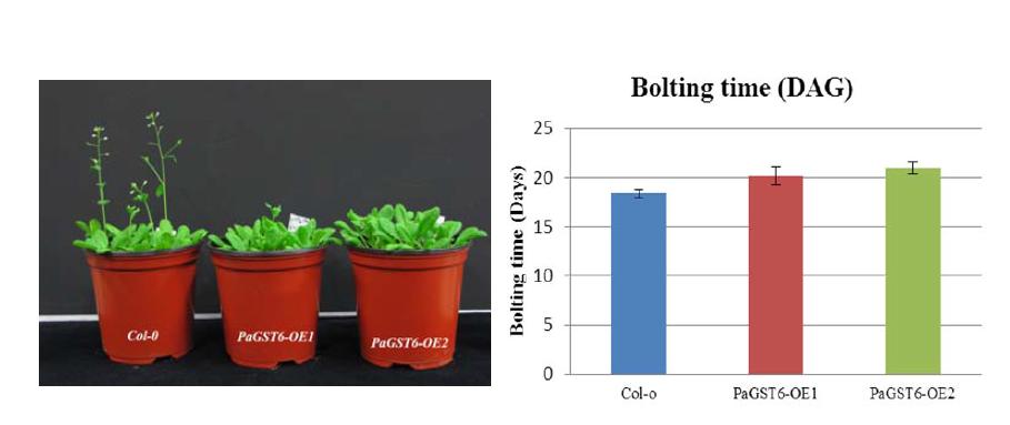 Flowering phenotype of 35S::PaGST6 transgenic plants under normal condition