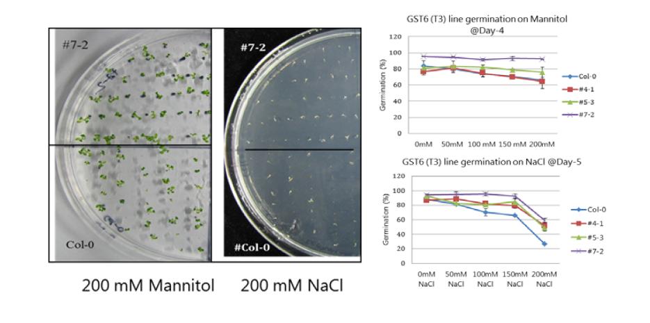 Germination phenotype of 35S::PaGST6 transgenic plants under salt or osmotic stress