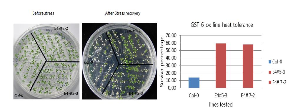 Survival ratio of 35S::PaGST6 transgenic plants under heat stress