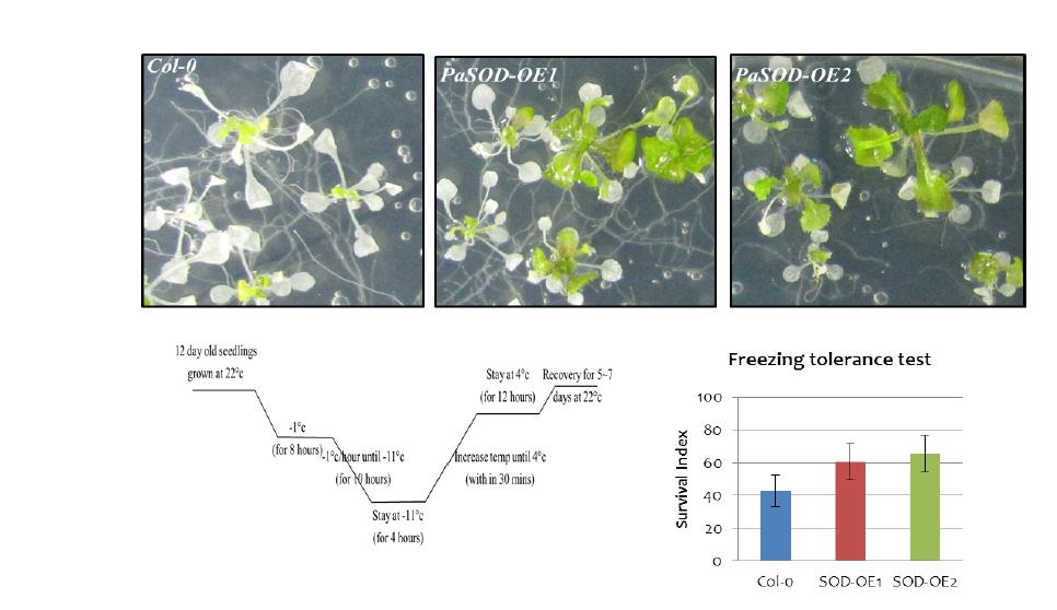 Survival ratio of 35S::PaMnSOD transgenic plants under chilling stress