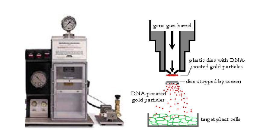 Particle bombardment machine and diagram of gene transfer process