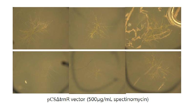 Growing phenotype of spectinomycin tolerant colony