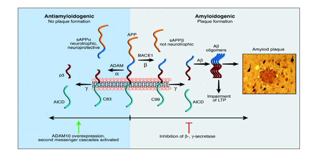 Procesure of Aβ production in Alzheimer s disease