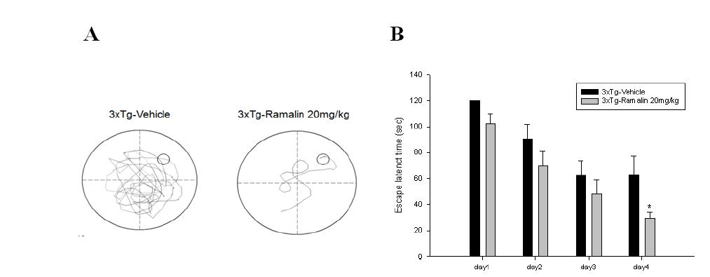 Assessment of learning ability of Ramalin in AD animal model