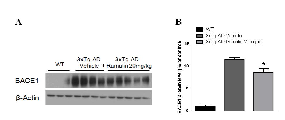 Variation of BACE1 protein expression level in AD animal model by Ramalin