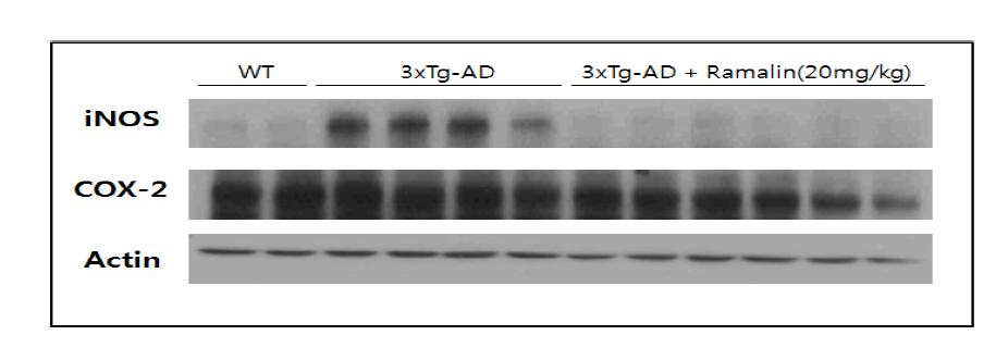 Variation of iNOS, COX-2 protein expression level by Ramalin in AD animal model
