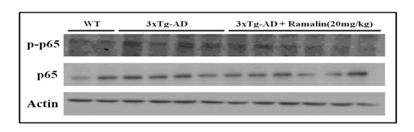 Variation of NFκB(p-p65, p-65) protein expression level by Ramalin in AD animal model