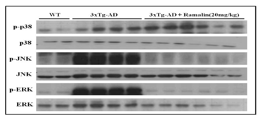 Variation of MAPK (p-JNK, JNK, p-ERK, ERK, p-p38, p38) protein expression level by Ramalin in AD animal model