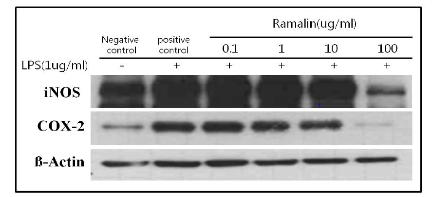 Variation of iNOS, COX-2 protein expression level by Ramalin in microglia (BV2) cell