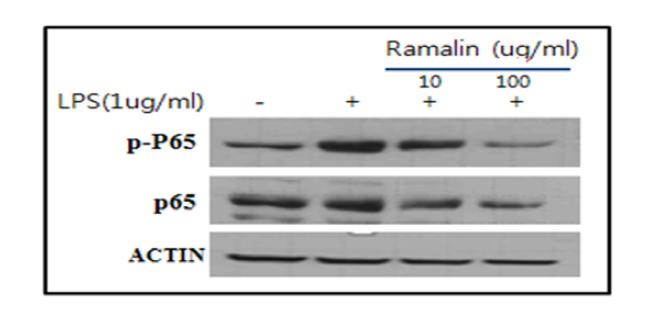 Variation of NFkB (p-p65, p-65) protein expression level by Ramalin in microglia (BV2) cell
