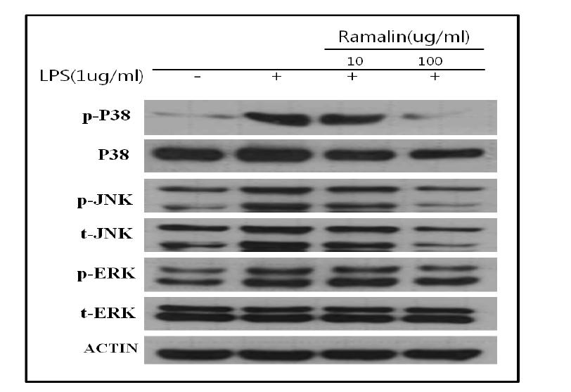 Variation of MAPK (p-JNK, JNK, p-ERK, ERK, p-p38, p38) protein expression level by Ramalin in microglia (BV2) cell