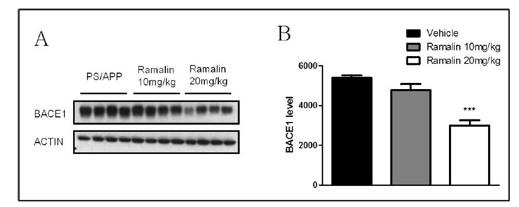 Variation of BACE1 protein expression level by Ramalin in APP/PS1 mouse