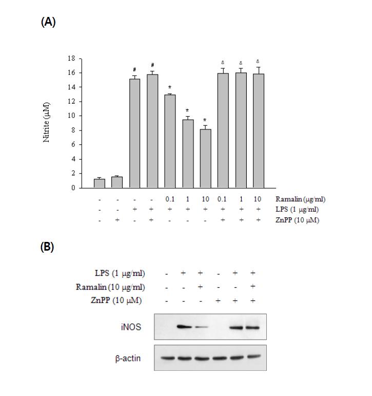 HO-1 is required for the inhibitory effect of ramalin on NO production and iNOS expression in Raw 264.7 cells.