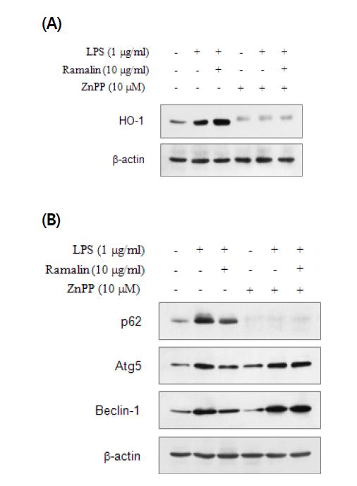 HO-1 is required for the inhibitory effect of Ramalin on LPS-induced autophagy in Raw 264.7 cells.