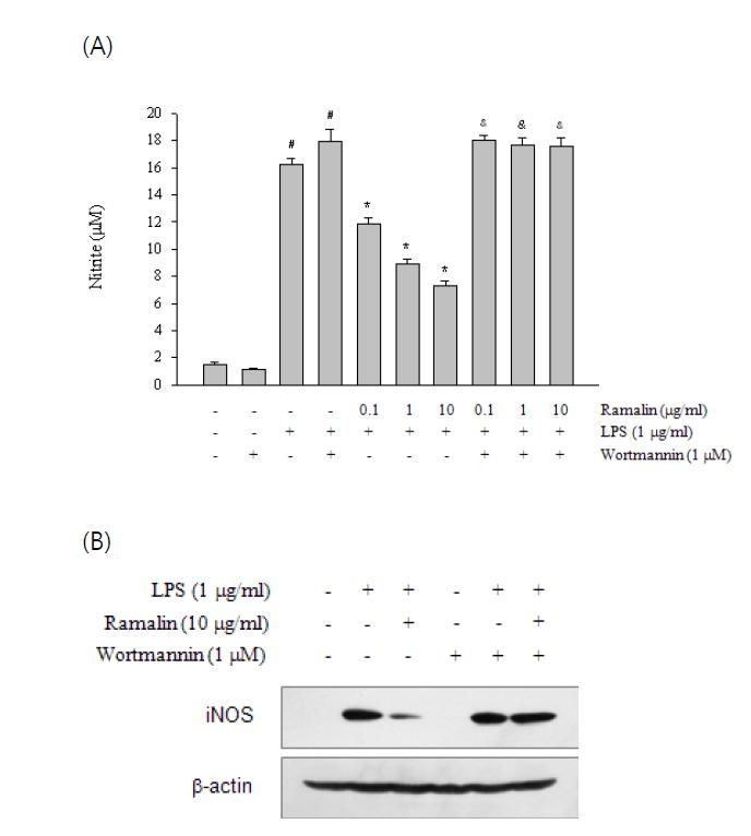 PI3-K is required for the inhibitory effect of Ramalin on NO production and iNOS expression in Raw 264.7 cells.