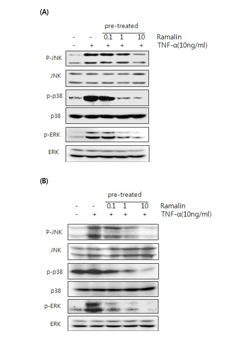 Effect of Ramalin on p-p38, p-JNK and p-ERK in TNF-α-stimulated VSMCs.
