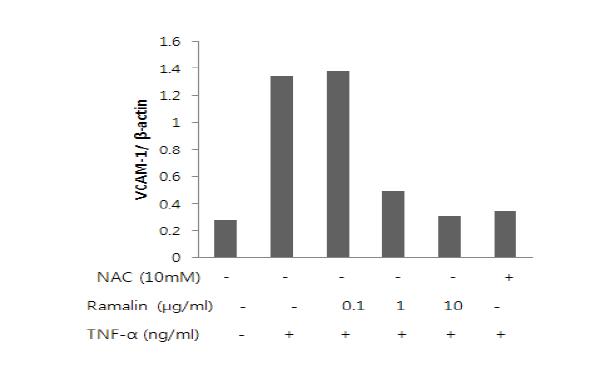 Effects of NAC on VCAM-1 expression in TNF-α-stimulated VSMCs.