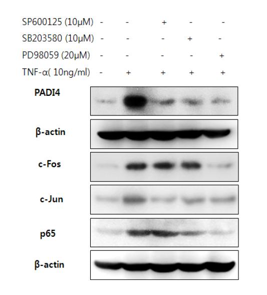 Effect of MAPKs inhibitors on TNF-α-induced PADI4, p65, c-Jun and c-Fos expression in MOVAS-1 cells.