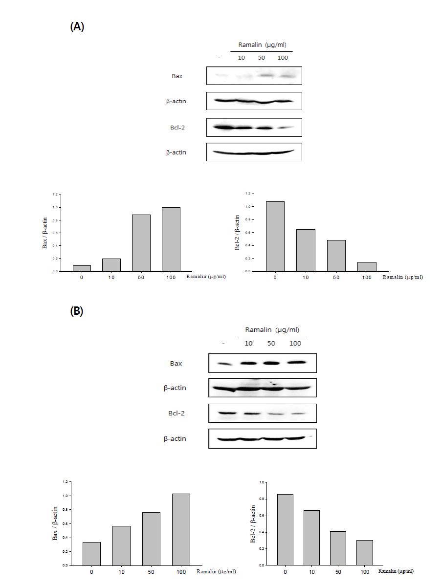 The effect of Ramalin on the expression of apoptotic proteins in MCF-7 cells (A) and MDA-MB-231 cells (B).
