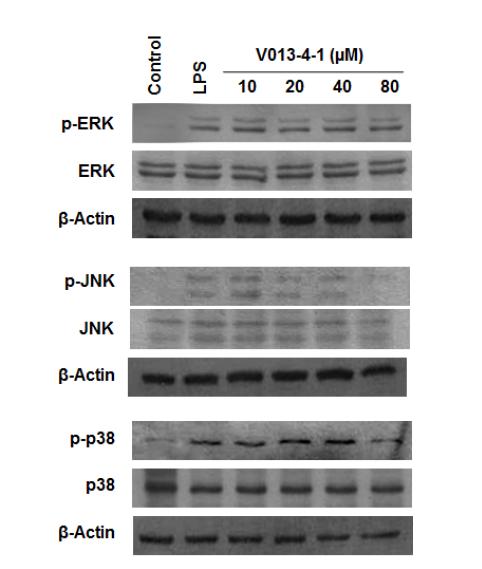 The effects of compound 1 on the protein levels of ERK, JNK, and p38 MAPK in BV2 microglia cells stimulated with LPS.