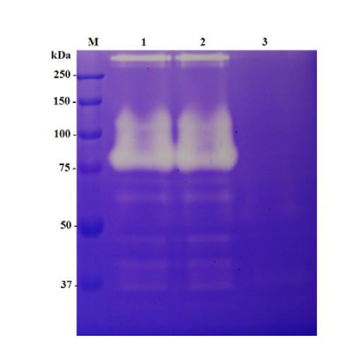 W-Pro21717 protease activity after protease inhibiter treatment.