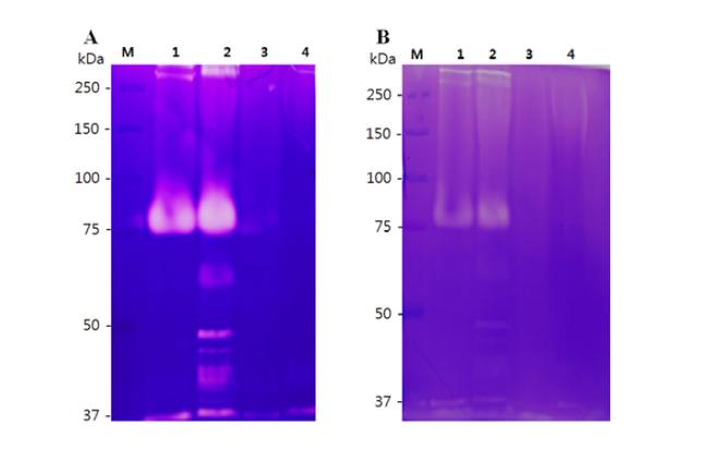 Zymography on 0.5% Skim milk SDS-PAGE gel of cold-active protease .