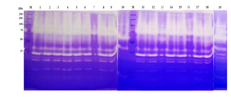 W-Pro21717 stability in organic solvents.