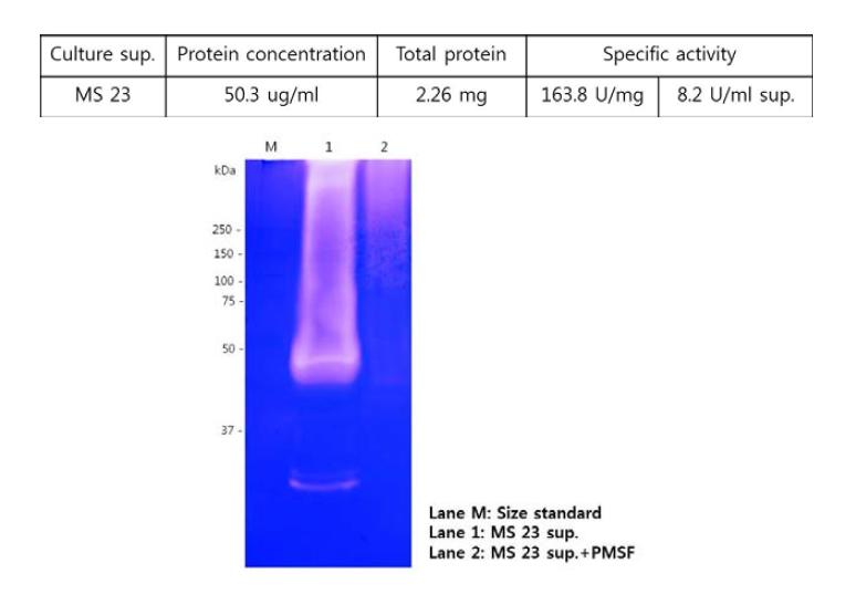 Zymography for protease activity of Stenotrophomonas sp. MS23