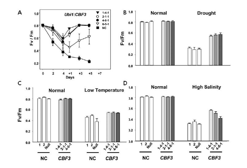 Overexpression of AtCBF3 gene in rice.