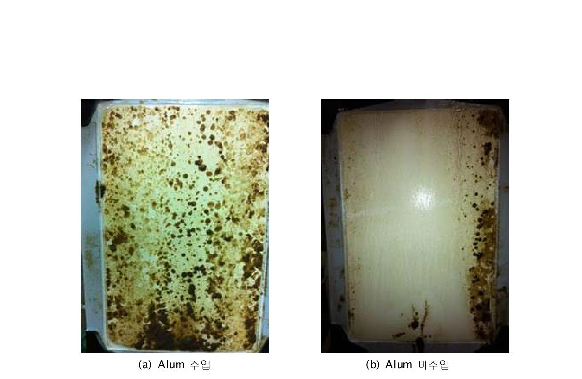 알럼 주입에 따른 분리막 오염도 증가