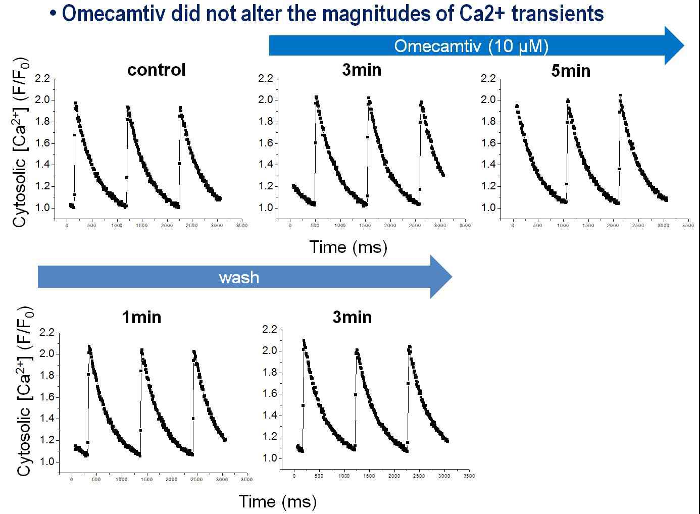 심실근세포 Ca2+transient에 대한 OMM의 효과를 보여주는 대표 데이터