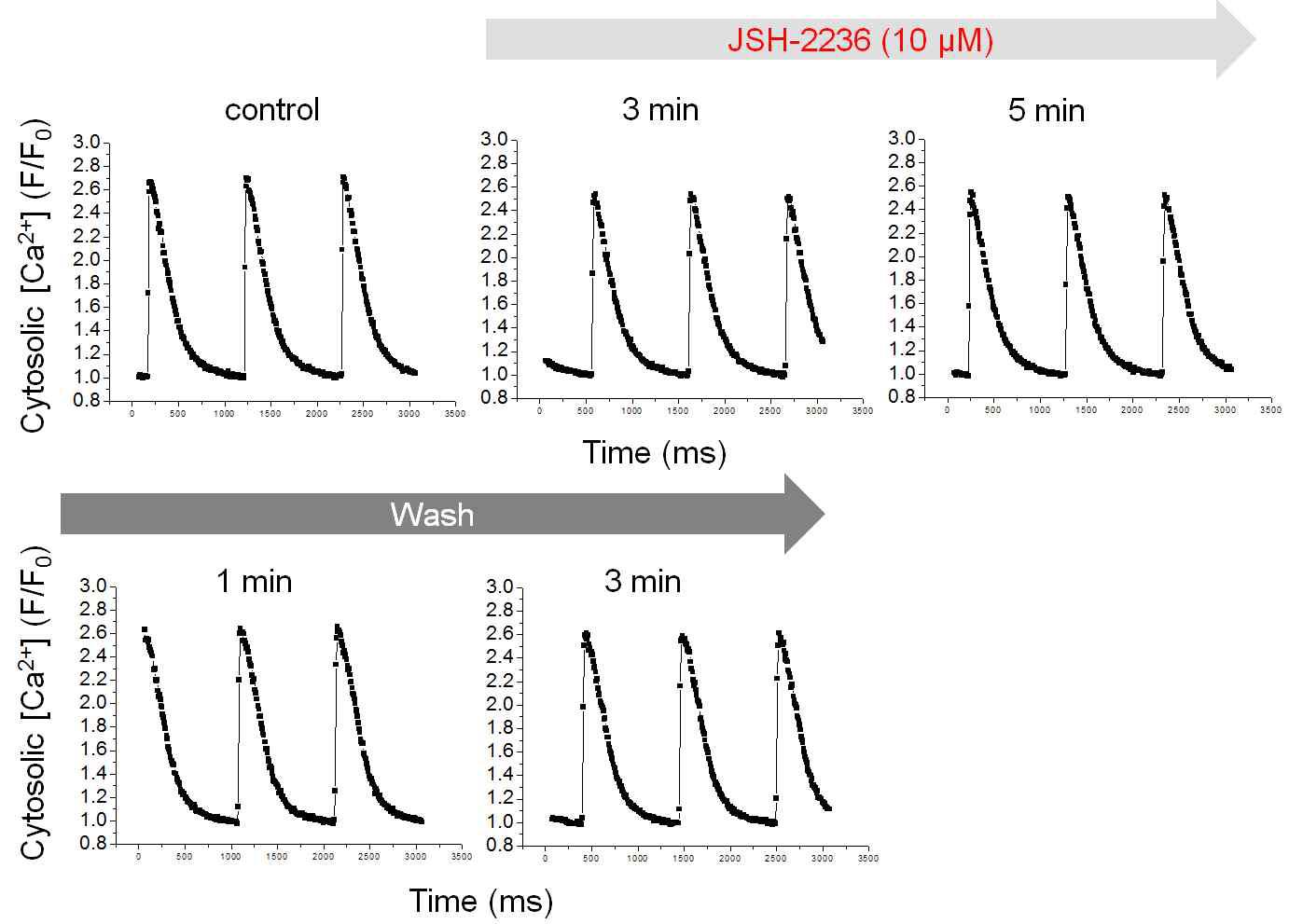 심실근세포 Ca2+transient에 대한 JSH-2236의 효과를 보여주는 대표 데이터