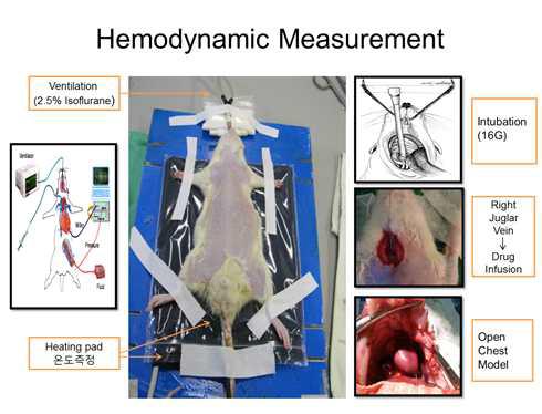 Rat hemodynamic measurement.