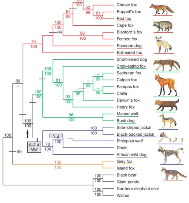 개科 동물의 계통도