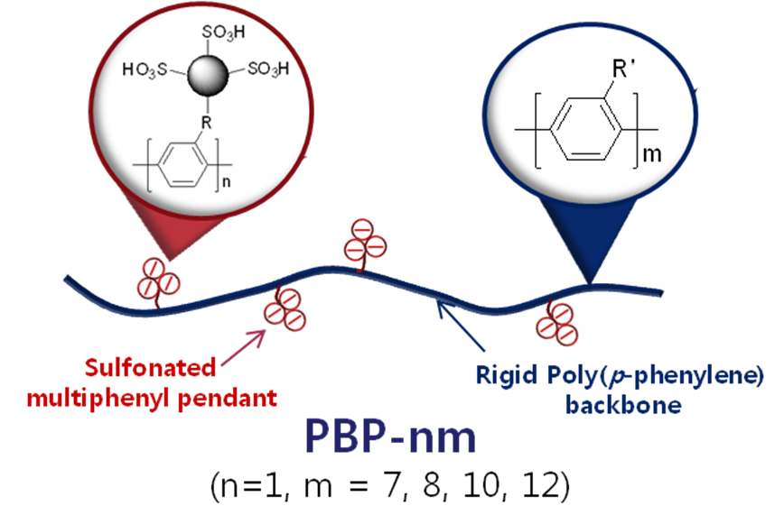 [그림 (1)-1] 후보물질인 PBP-nm의 개형