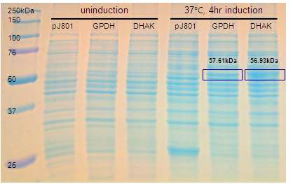 Fig. 17. SDS-PAGE에 의한 재조합 GPDH, DHAK 단백질 발현 분석.